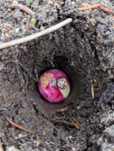 Here is a bulb positioned correctly in its hole. If it is planted upside down, the flower will still grow, but it will likely take longer.