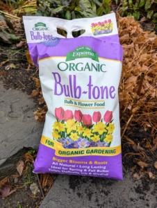 We always add Bulb-tone to our nutrient-rich soil. The food should be a balanced fertilizer that has a good amount of phosphorous. Fertilizing spring-blooming bulbs also helps them fight off diseases and pests.