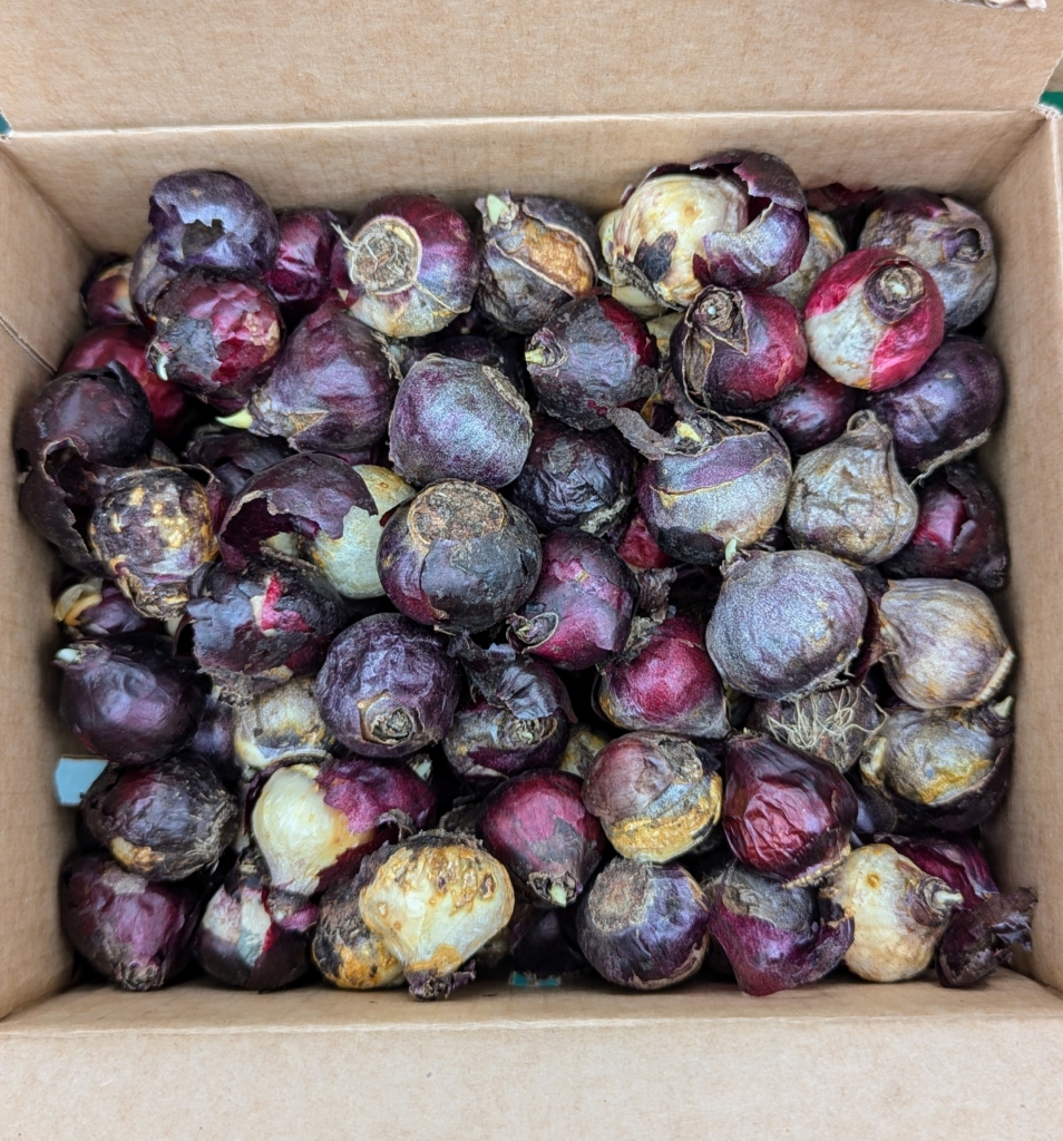 Serene Martha Stewart Bulbs Capture Digital Art Serene Martha Stewart Bulbs Capture Digital Art