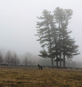 Here is one of my handsome Friesians standing in the pasture. Foggy, wet conditions can sometimes bother horses, but we only got light rain on this day, and plenty of fog that lasted several hours.