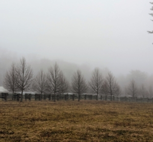 Fog happens when it is very humid. There has to be a lot of water vapor in the air for fog to form. This is one section of an allée of lindens planted between two paddocks leading down to my chicken yard.