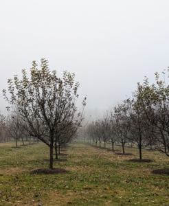 This is my orchard. Another interesting story involving fog includes President George Washington. During the Battle of Long Island on August 27, 1776, George Washington and his troops were fighting a losing battle against the British. When a thick fog descended on the area, Washington took the opportunity to withdraw thousands of his troops into Manhattan. After the fog lifted, the British descended on the American positions, only to find they had left. The Americans’ miraculous retreat saved their lives.