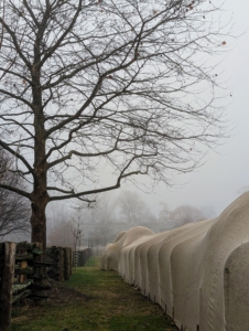 Even with the dense fog, my outdoor grounds crew keeps busy with all the late fall chores. Our biggest task right now is to cover all the boxwood shrubs and hedges with burlap.