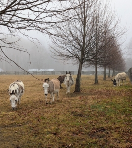 Here are my five donkeys in another pasture. They don't seem to mind the weather at all.