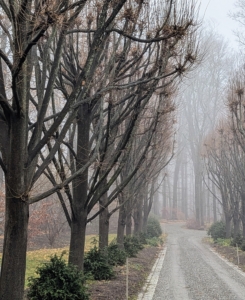 And this is the older Linden Allée just outside my stable. Don’t confuse fog and mist. Fog is denser than mist. This means fog contains more water molecules in the same amount of space. Fog cuts visibility down to six-tenths of a mile while mist can reduce visibility to about one to 1.2 miles.