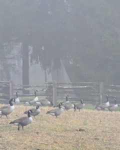 Here, dozens of geese gather in what I call my "Run In" paddock. Wild birds love to visit my farm. I also see wild turkeys, and raptors or birds of prey, such as hawks, falcons, and turkey vultures.