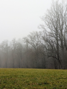 This fog is in my back hayfield where I grow lots of hay for my horses. Edging the field on one side is a stand of red maples.