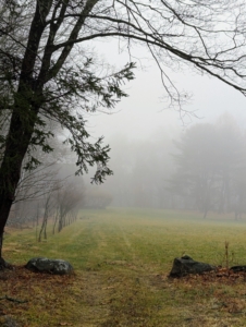 This is a view of my middle field, another area that is dedicated to growing lots of nutritious hay for my horses. At the left edge is a stand of Japanese zelkova trees, closely related to the elm.