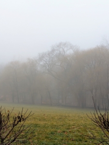 The thicker the fog, the longer it takes to dissipate. This fog lasted several hours along with light rain showers. This view shows my golden weeping willows.