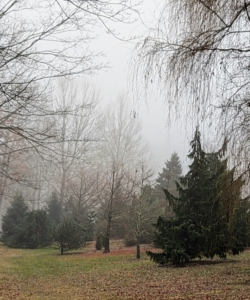 On this foggy morning it was even difficult to see trees up close. This is my pinetum, or an arboretum of pine trees or other conifers.