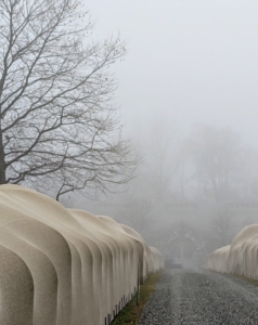 This is my long Boxwood Allée now covered in protective burlap for the winter. Yesterday, the atmosphere was filled with thick fog. At the end is my stable, but the thick fog makes it nearly impossible to see.