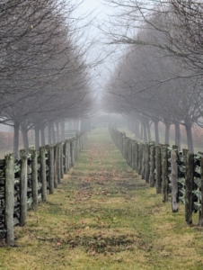 These are also linden trees – half of my long allée that starts at the carriage road to my Winter House and extends north between the fenced pastures all the way to my chicken coops.