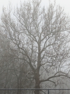 This bare tree stands behind my goose pen. Ever wonder why it is called “fog?” One definition of fog from the 14th century refers to tall grasses. Many grasses use fog as part of their name such as Yorkshire fog grass. Fog was also the Danish word for mist or spray in the 16th century. It is thought that the two definitions may have merged when mist was noted over a field of grass.