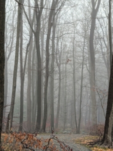 This photo shows the thick fog through the woodland. But, the foggiest place in the world is Grand Banks, off the island of Newfoundland, Canada. The cold Labrador current from the north and the warm Gulf Stream current from the east create just the right conditions for thick fog to form almost every day of the year.