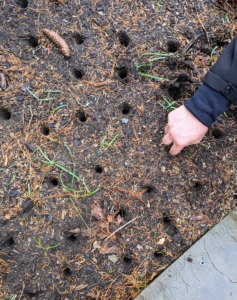 Josh makes a series of holes in the space first, being very careful not to poke any bulbs previously planted in the area.