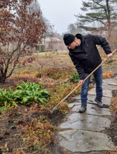 Then he goes over the area with a rake, making sure every bulb is covered. The ground is wet and more rain was expected, so the bulbs also get well-watered.