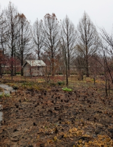 Nearly every garden bed is planted with new bulbs each fall. This area is behind my Tenant House. The beds are bare and cleaned for winter, but they're ready to be planted with hundreds of scilla bulbs.