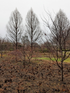 These beds will look so pretty come spring. I hope this inspires you to start planting some beautiful bulbs in your garden - there's still time!