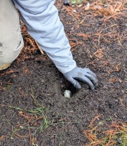 Ryan backfills the hole to completely bury the bulb.