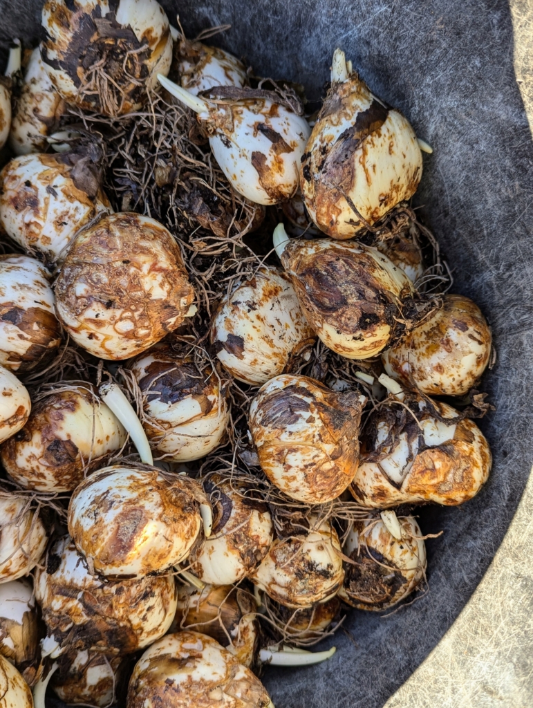 Planting Spring-Blooming Bulbs - The Martha Stewart Blog
