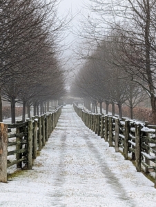 This is an allée of lindens between the paddocks. A long building at the end, perpendicular to this allée, houses a carport, my flower room, a generator room, and my studio.