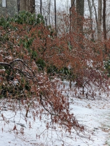 Japanese maples can tolerate snow pretty well, but when heavy snow accumulates on the branches it's important to brush it off to prevent them from breaking, especially on younger trees. Thankfully this snow was not problematic.