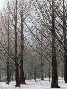 Just off the carriage road leading to my tennis court is this grouping of dawn redwoods, Metasequoia, with their straight trunks. They are impressive trees by any standard and beautiful in any season. They have a very uniform conical shape with horizontal branching.