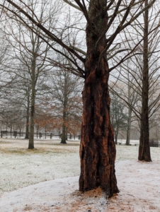 The base of the trunk is fluted and well buttressed. The bark of a dawn redwood is reddish in color and peels. As the tree ages, the trunk also develops a deeply fissured appearance, similar to a bald cypress.