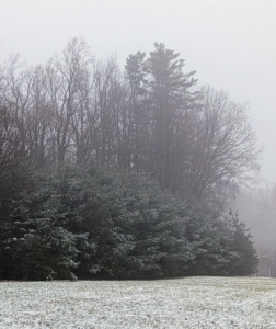 My back hayfield is bordered on one side by these growing evergreens. A light coating of snow can be seen on the branches.