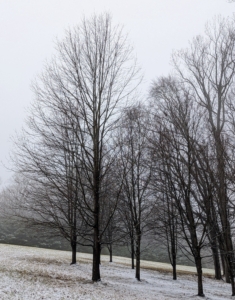 Thankfully, the wind was not strong on this day, so none of the trees suffered any damage.