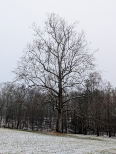 And not far is my majestic sycamore tree, the symbol of my farm. It is one of the largest trees on the property.