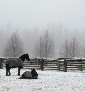 Here are two of my handsome Friesians, Hylke and Geert, taking a morning nap in their pasture. Do you know... horses only get about 30 minutes of REM sleep a day? During this time, they often lie down. Horses sleep in multiple cycles, which can be as short as 15 minutes. These cycles include deep sleep, REM sleep, and an intermediate period of somnolence, or drowsiness.