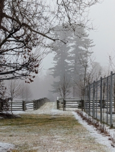 In the center of this part of my farm, it is hard to miss the stand of eastern white pine trees, Pinus strobus. White pines are the tallest trees in eastern North America. On the right is my peafowl enclosure. These birds have quite the view, don't you agree?