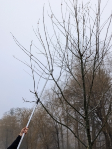 Josh starts by cutting the "Ds" of pruning - dead, diseased, damaged or deranged - those branches that rub against other branches or point the wrong way.