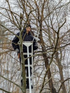 Pollarding can help make trees live longer by maintaining them in a partially juvenile state and by reducing the weight and windage of the top part of the tree.