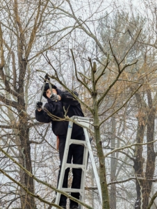 Another benefit of pollarding a tree is that it creates dense shade. Cutting back the trees encourages them to send out multiple shoots.