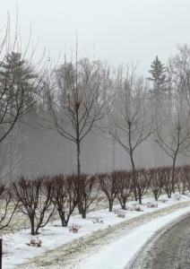 This photo was taken just before pruning began. It was a very cloudy day with snow showers, but not too windy so it was perfect for some tree work.