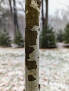 The bark of a London plane is usually pale grey-green or buff-brown and exfoliating.