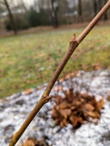 On this cut branch, one can see the nodes. A node is the point on a stem where leaves or buds grow. When pruning a branch, one should cut just above a node on the stem, not below it; cutting below a node leaves a section of stem that cannot grow new growth and is prone to rotting and disease.