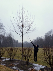 Regular and thorough pruning will give the branches more air circulation and room to grow.