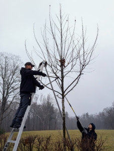 This entire process takes a few days to do properly by hand, but it is all worth the efforts to have well-manicured, healthy trees. Each year the long slender shoots that grow below the cuts will be removed, and a set of new shoots will develop creating a gnarled appearance.