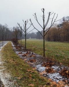 And here is a section of the allée all finished. Some of the other types of trees that can benefit from pollarding include beech trees, black locust trees, catalpa trees, hornbeams, horsechestnuts, mulberry trees, redbuds, and willows. I am looking forward to seeing the dense heads of foliage on these trees come spring.