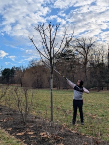 After pruning all the Ds, Matt starts pollarding, which is essentially pruning to form a “knuckle” or “bole” by removing growth back to the main stem.