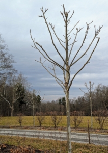 Here is one tree all done – these will look even better in about three years. More thought and planning goes into pollarding than regular topping and lopping. Pollarding is similar to coppicing but plants are cut back to a stump, rather than down to the ground.