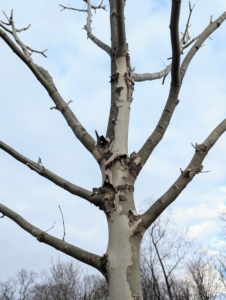 Here is a section of a tree showing the peeling habit. London plane trees shed their bark in large flakes as a natural process to cleanse themselves from accumulated pollutants. It is a way to way to shed old bark for fresh, new and developing layers.