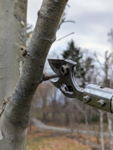 Always use sharp secateurs, loppers, or a pruning saw to make clean cuts and avoid damaging the bark. Remember, a sharp tool always cuts clean, and helps the plant to recover better. Dull cutting tools rip and shred the plant tissue.