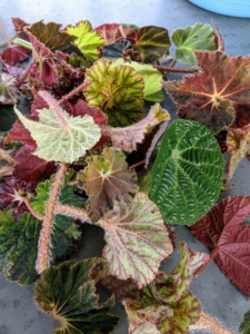 Some of my begonias were purchased from various nurseries over the years, but many were also grown from leaf cuttings right here in my greenhouse.