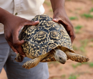 The leopard tortoise is a large and well marked tortoise found in the savannas of eastern and southern Africa, from Sudan to the southern Cape Province. This tortoise gets its name from the markings on the shell that resemble the spotted cat with the same name.