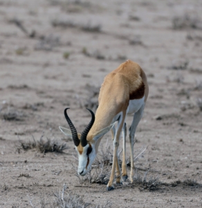 Both male and female springboks have horns; however, on the male, the horns grow longer and slightly curved, while those of the female springbok are narrower, straighter, and shorter.