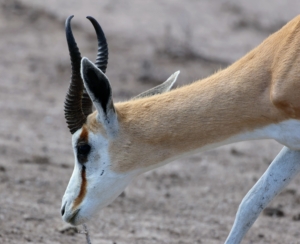 Springboks are herbivores and graze mainly on seasonal grasses and shrubs.